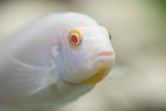 Pinedani pseudotrofeus, Cichlid aquarium fish