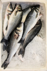 European seabass on ice in fish shop for sale.