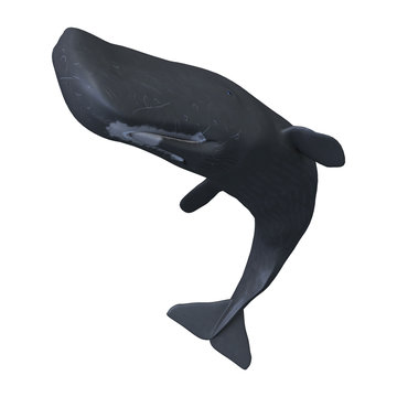 3D Rendering Sperm Whale or Cachalot on White