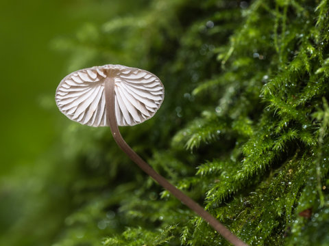 Pilz im gr&uuml;nen Moos.Ansicht von schr&auml;g unter unter die Pilzkappe.