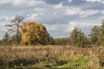 Vivid autumn landscape