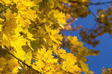 Naklejka na ściany i meble Autumn maple leaves in blue sky background