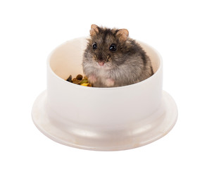 little gray hamster sitting in his bowl with food