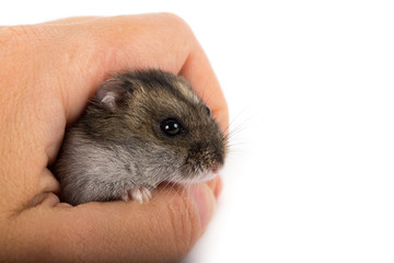 little hamster in hand