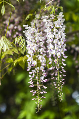 Pink wisteria blooming in the garden, spring, gardens in Poland.