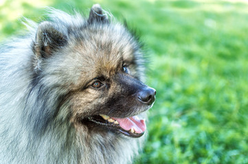 dog of breed of Keeshond (the German wolfspitz) on the street in summer sunny day. Portraits of a dog