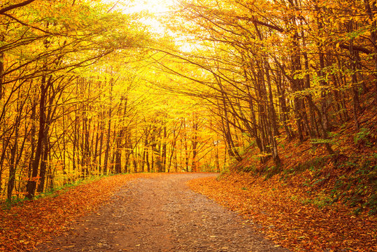 Fototapeta Narrow winding road in yellow autumn forest, nature sunny landscape