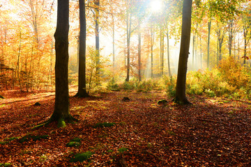 Obraz premium Autumn forest