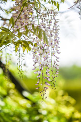 Pink wisteria blooming in the garden, spring, gardens in Poland.