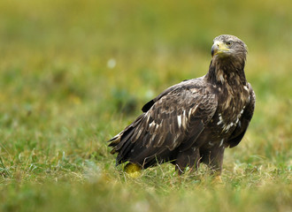 White tailed Eagle (Haliaeetus albicilla)