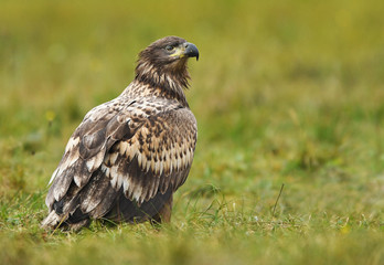 Fototapeta premium White tailed Eagle (Haliaeetus albicilla)