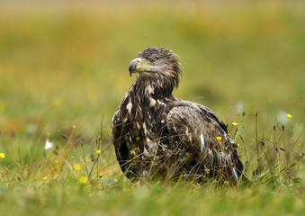 White tailed Eagle (Haliaeetus albicilla)