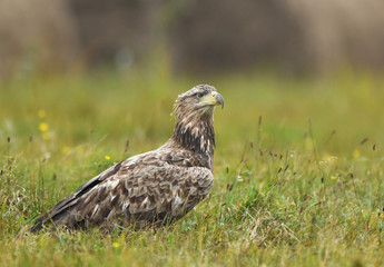 White tailed Eagle (Haliaeetus albicilla)