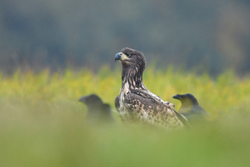 White tailed Eagle (Haliaeetus albicilla)