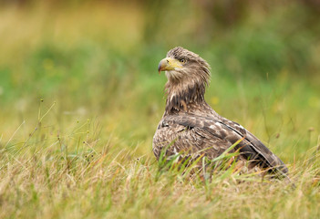 White tailed Eagle (Haliaeetus albicilla)