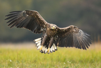 White tailed Eagle (Haliaeetus albicilla)