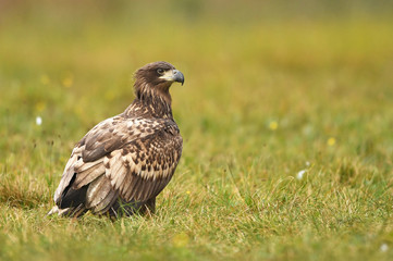 White tailed Eagle (Haliaeetus albicilla)