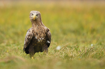 White tailed Eagle (Haliaeetus albicilla)