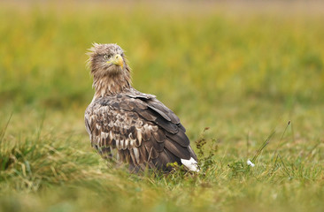 White tailed Eagle (Haliaeetus albicilla)
