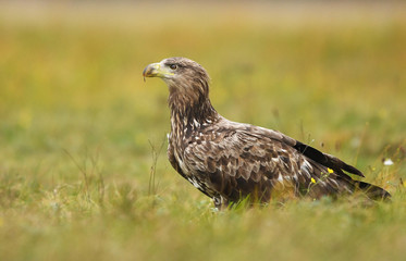 White tailed Eagle (Haliaeetus albicilla)