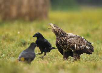 White tailed Eagle (Haliaeetus albicilla)