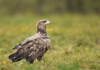 Obraz premium White tailed Eagle (Haliaeetus albicilla)