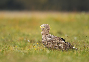 White tailed Eagle (Haliaeetus albicilla)