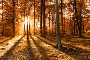 Autumn forest © Piotr Krzeslak