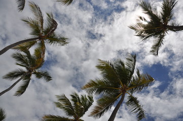Fototapeta na wymiar Palm trees and blue sky, view from below. Dominican Republic