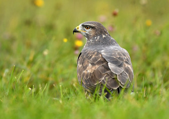 Common buzzard (Buteo buteo)