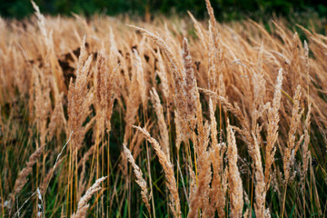 Autumn background of plants on roadside, summer day in October, green grass with yellow spikelets on the roadside. © byswat