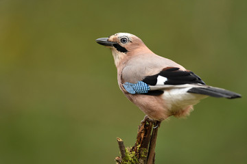 Jay bird (Garrulus glandarius)