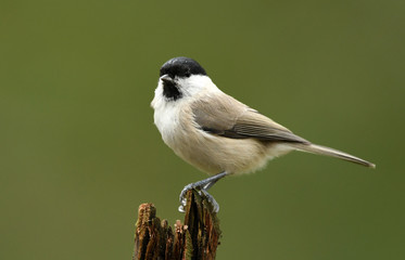 Willow Tit (Poecile montanus) © Piotr Krzeslak