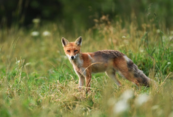 Fox (Vulpes vulpes)