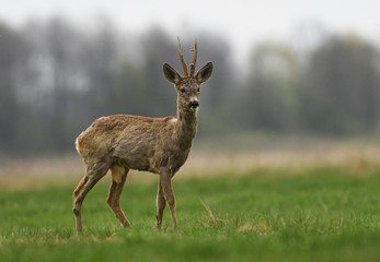 Roe deer male