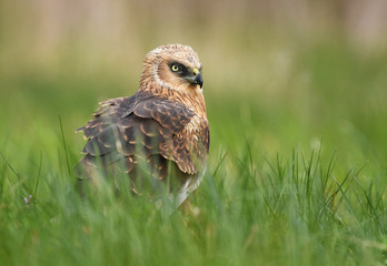 Marsh harrier (Circus aeruginosus) in spring scenery