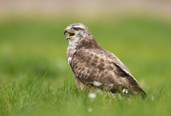 Common buzzard (Buteo buteo)