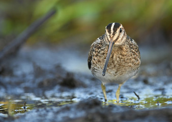 Common Snipe (Gallinago gallinago)
