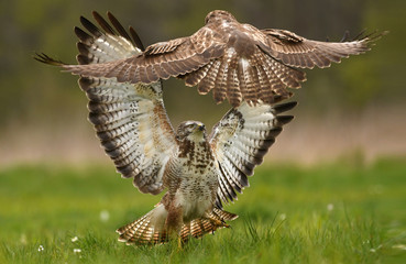 Common buzzard (Buteo buteo)