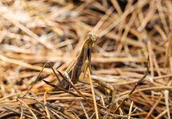 Mantis in pine needles in autumn forest macro shot