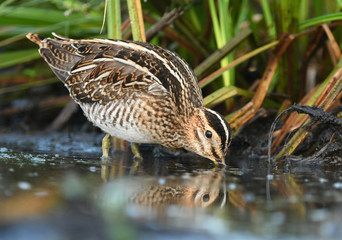 Common Snipe (Gallinago gallinago)