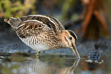 Common Snipe (Gallinago gallinago)