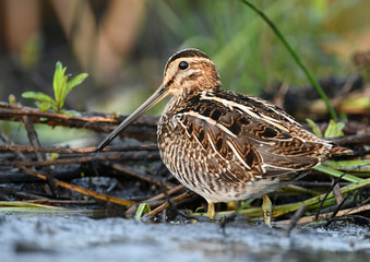 Common Snipe (Gallinago gallinago)