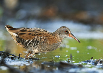 Water Rail - (Rallus aquaticus)