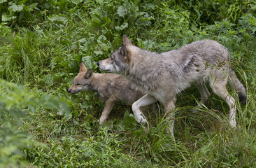 Timber wolf and pup or Grey Wolf (Canis lupus) walking through the tall grass in summer in Canada	