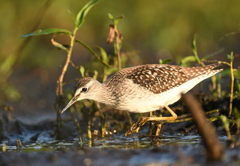 Wood sandpiper (Tringa glareola)