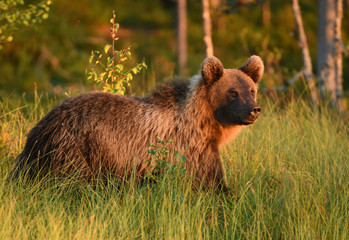 Wild brown bear (Ursus arctos)