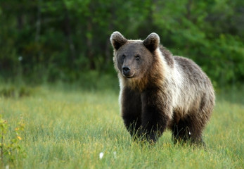 Fototapeta premium Wild brown bear (Ursus arctos)