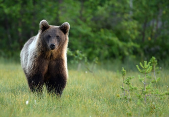 Obraz na płótnie Canvas Wild brown bear (Ursus arctos)