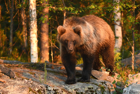 Wild brown bear (Ursus arctos)